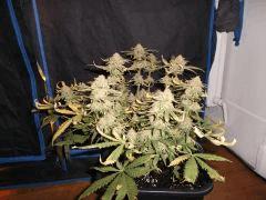 Flo 70 (7)