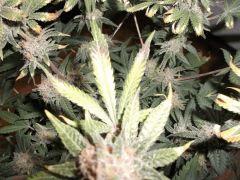 Flo 55 (24)