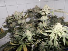 Flo 62 (13)