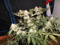 Flo 55 (20)