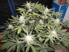 Flo 42 (30) (Copier)