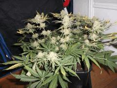 Flo 55 (23)
