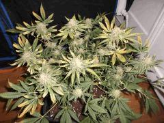 Flo 55 (13)