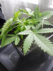 Cro 19 palissage (1)