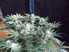 Flo 42 (36) (Copier)