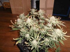 Flo 70 (3)