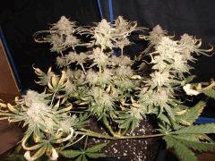 Flo 73 (5)