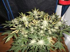 Flo 48 (21)