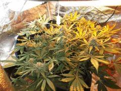 Flo 53 (7)