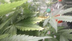 Flo 24 (4)