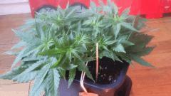 Flo 2 (5)