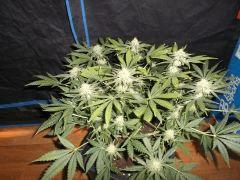 Flo 42 (17) (Copier)