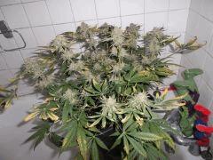 Flo 62 (7)