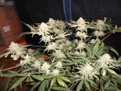 Flo 55 (9)