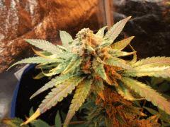 Flo 58 (5)