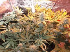 Flo 53 (1)