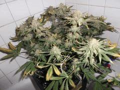 Flo 62 (11)