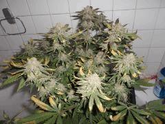 Flo 62 (4)