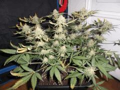 Flo 55 (27)