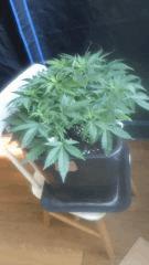 Flo 7 (2)
