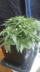 Flo 7 (1)