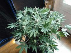 flo42 (26) (Copier)