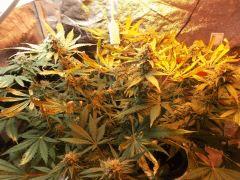 Flo 53 (8)