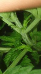 Flo 2 (3)