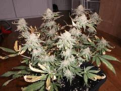 Flo 70 (6)