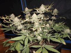 Flo 55 (3)