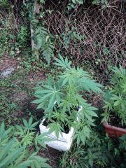 White Yoda 01