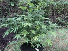 Fraggle Skunk 01