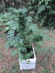 White Yoda 04
