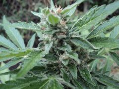 Fraggle Skunk 04
