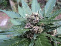 Bloody Skunk 05