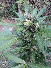 Bloody Skunk 03