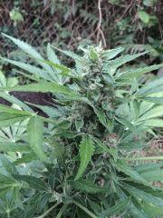 Fraggle Skunk 03