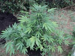 Fraggle Skunk 02
