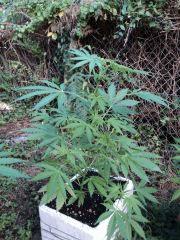 White Yoda 02