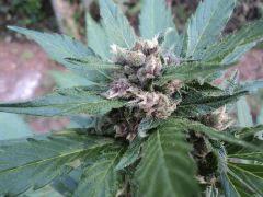 Bloody Skunk 04