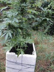 White Yoda 03