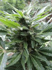 White Yoda 05