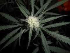 DSCN0047