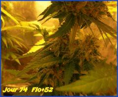 flo52.1