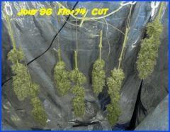 J cut 3