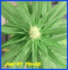 flo 25.1