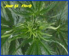 flo 9.2