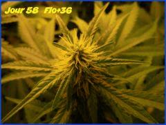 flo36.5