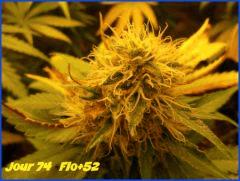 flo52.2