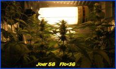 flo36.1